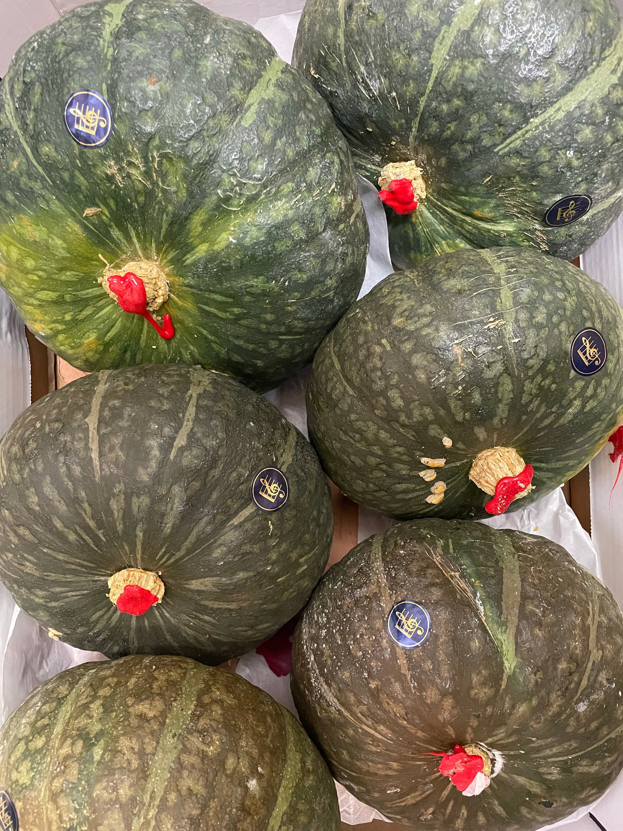Zucca Delica 1kg