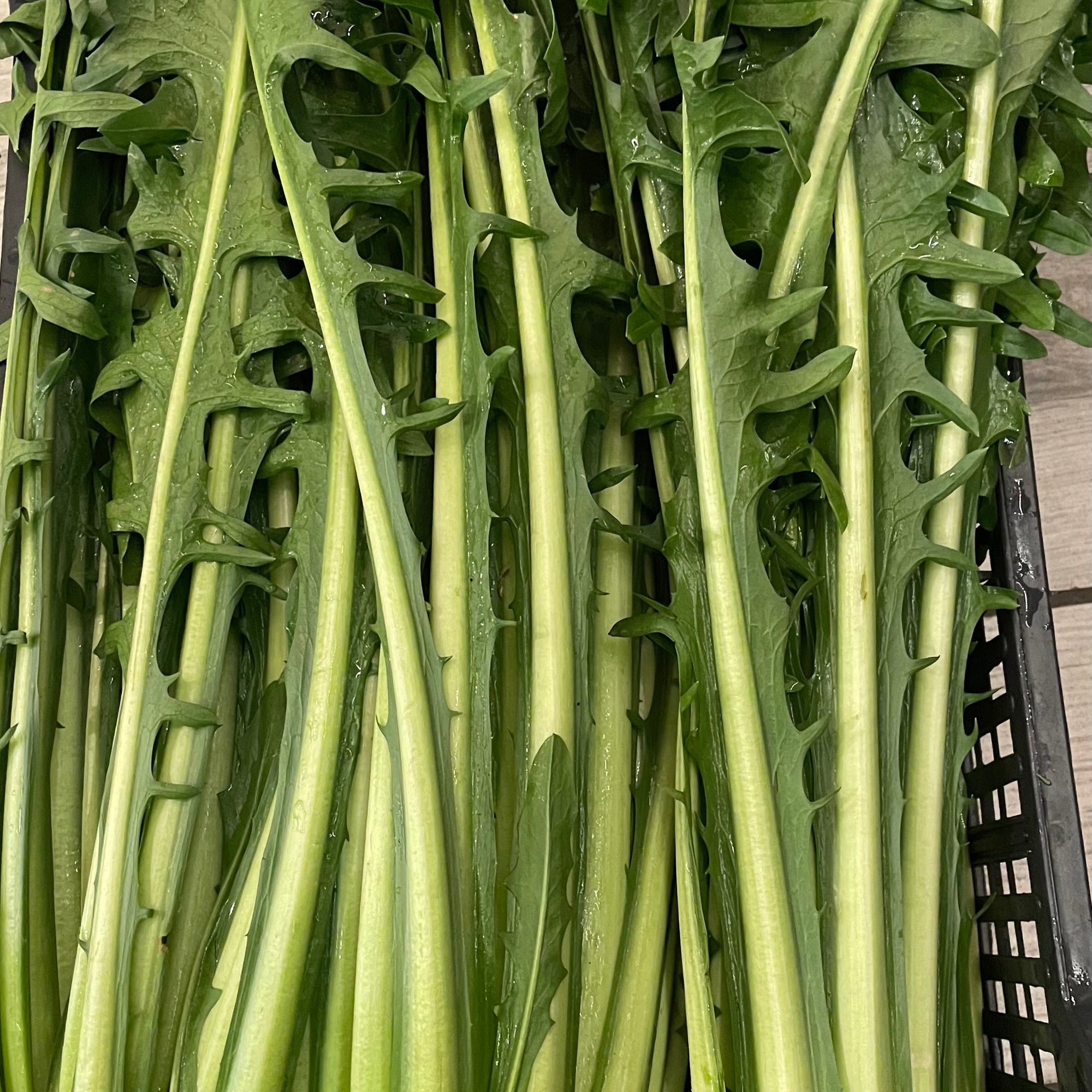 Catalogna 1kg