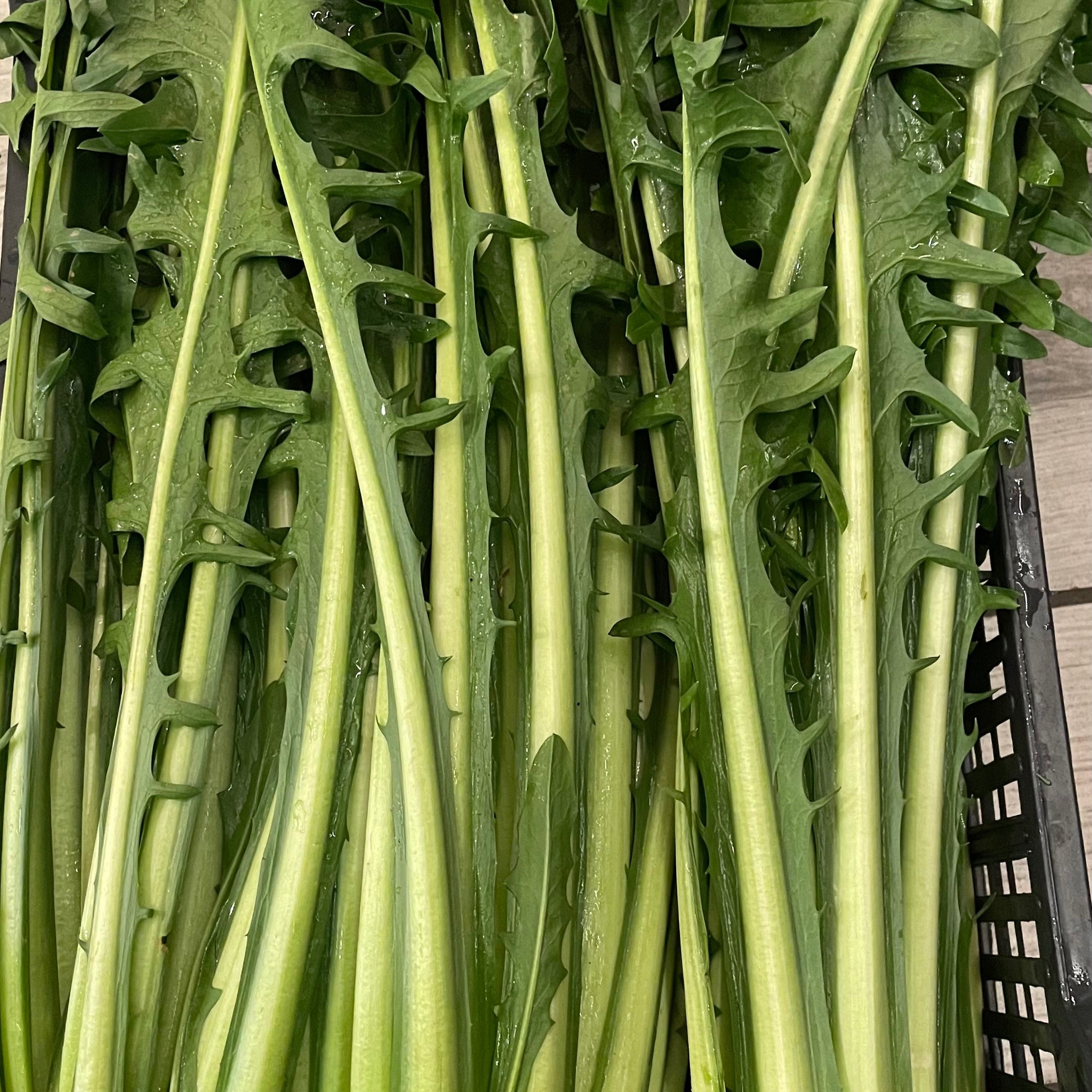 Catalogna 1kg