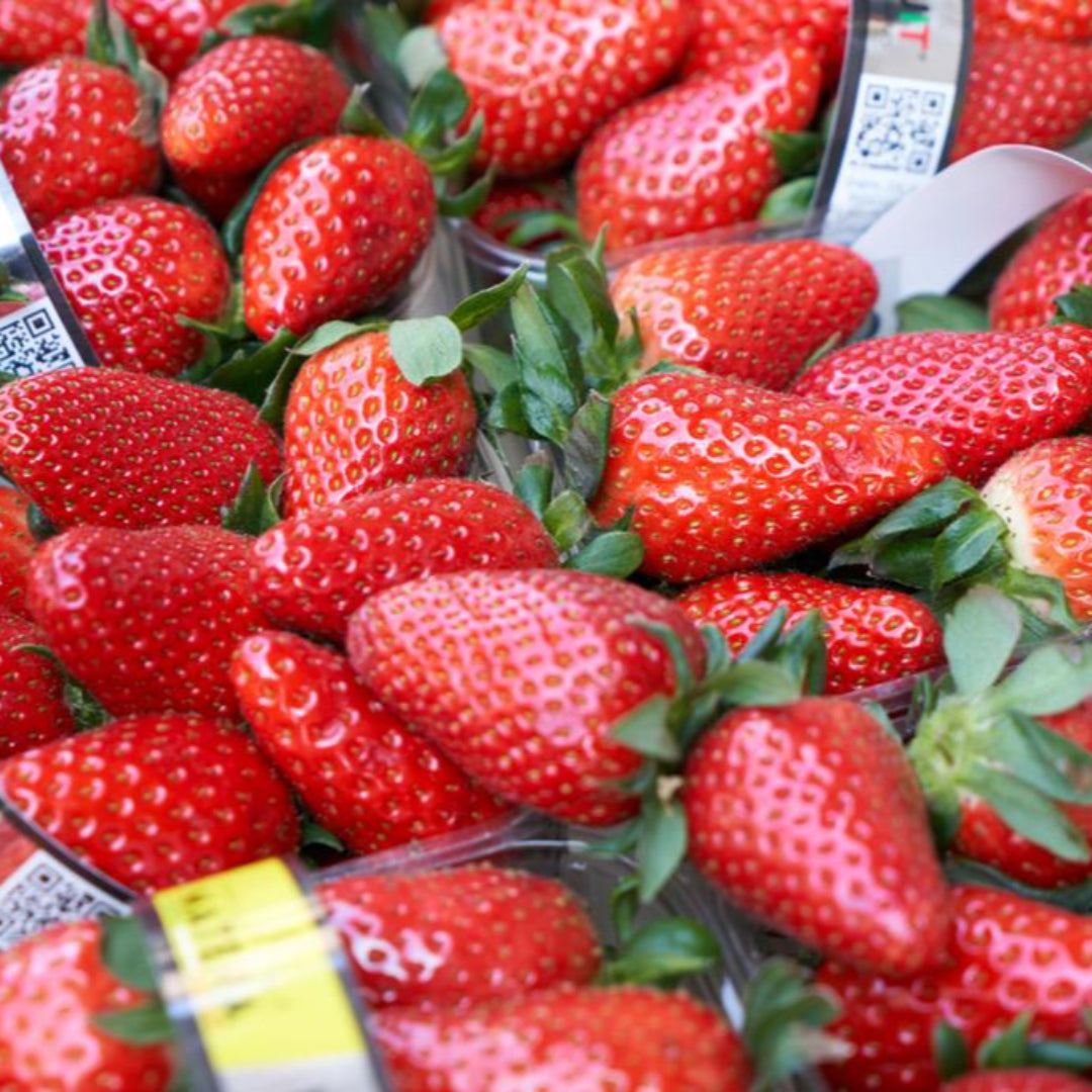 Fragole