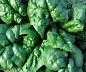Spinaci puliti 0,500kg