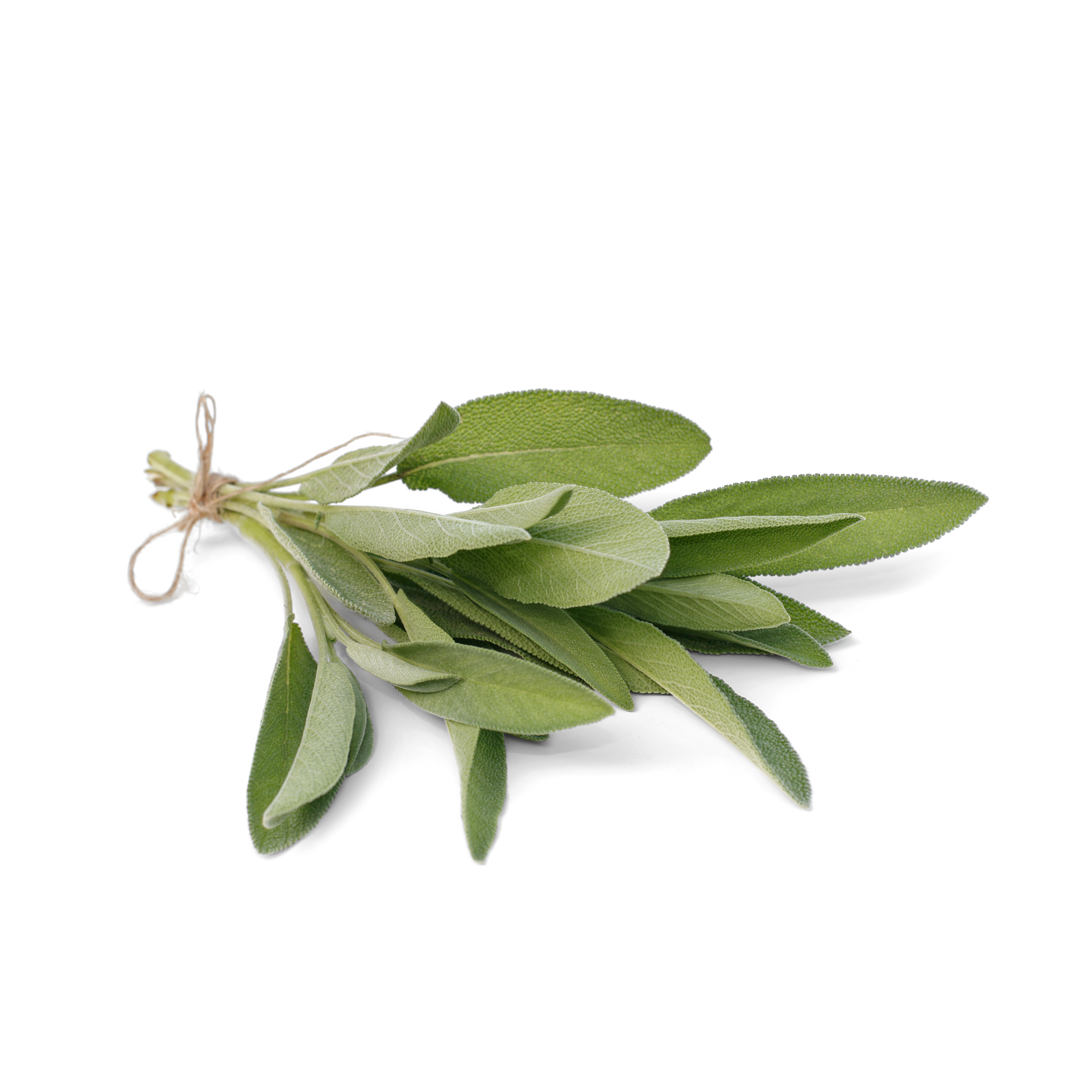 Salvia 1pz