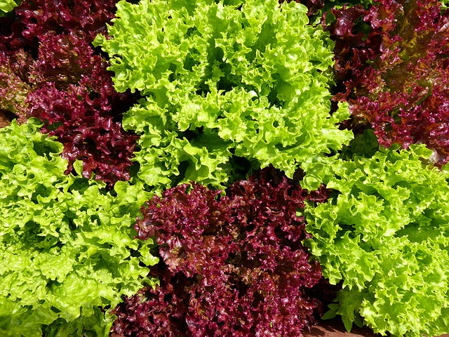 Insalata novella Spumiglia 2pz