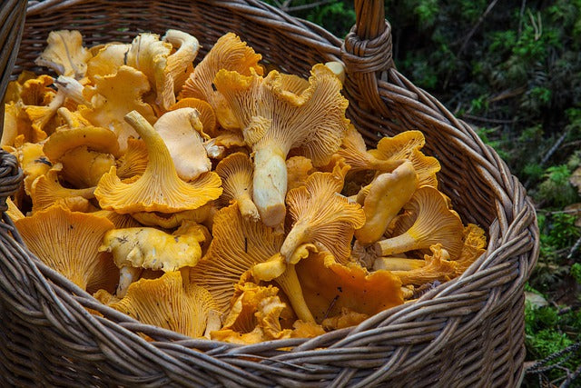 Finferli 0,5 kg