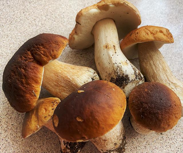 Funghi Porcini 0,5kg