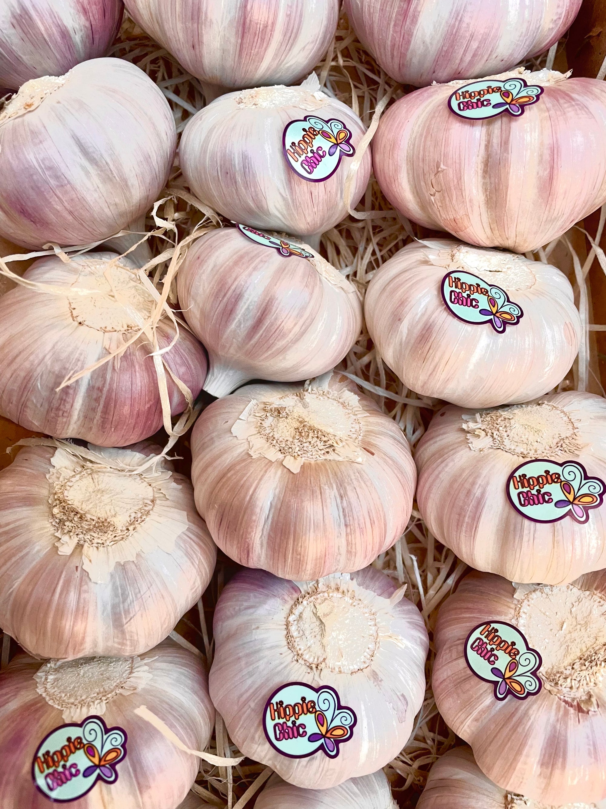 Aglio rosa 1pz